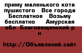 приму маленького кота пушистого - Все города Бесплатное » Возьму бесплатно   . Амурская обл.,Благовещенский р-н